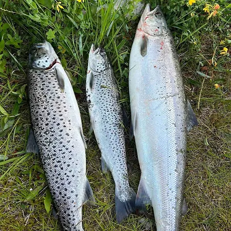 With Sauna And Aurora Views Дом отдыха